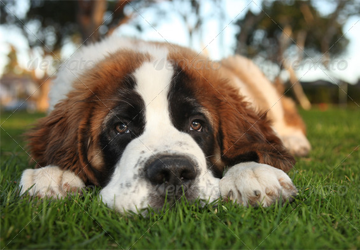 Saint Bernard